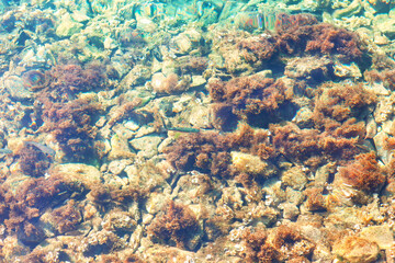 Turquoise water is murky and the sea bottomwith rocks are jagged