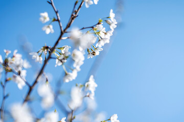 Pears are Rosaceae and bloom elegant and beautiful flowers in spring.