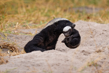 Africa baby animal care behaviour. Honey badger with young in mouth muzzle, Khwai in Botswana....