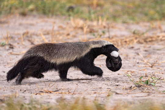 Honey badger with young in mouth muzzle, Khwai in Botswana. Animal family behavior Africa. Cub of ratel, Mellivora capensis, in nest ground hole, rare babe pup picture in nature. Botswana wildlife.