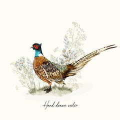 Beautiful vector illustration with hand drawn realistic pheasant bird in vintage style