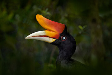 Hornbill in the dark tropic forest. Rhinoceros hornbill, Buceros rhinoceros, big black bird with orange bill beak in the nature habitat. Kinabatangan, Borneo, Malaysia.