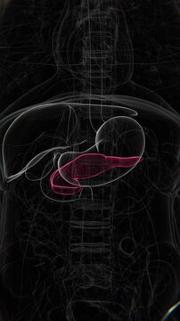 Pancreas Vertical Video | Pancreas Animation Concept Video | Pancreas indication Animation vertical video in HD