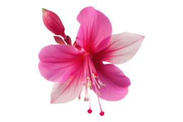 Fuchsia flower isolated on transparent background