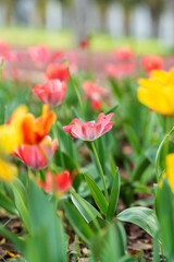 Darwin Hybrid tulips (Tulipa) Light and Dreamy bloom in a garden in April