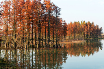 Beautiful colorful forest landscape in autumn season