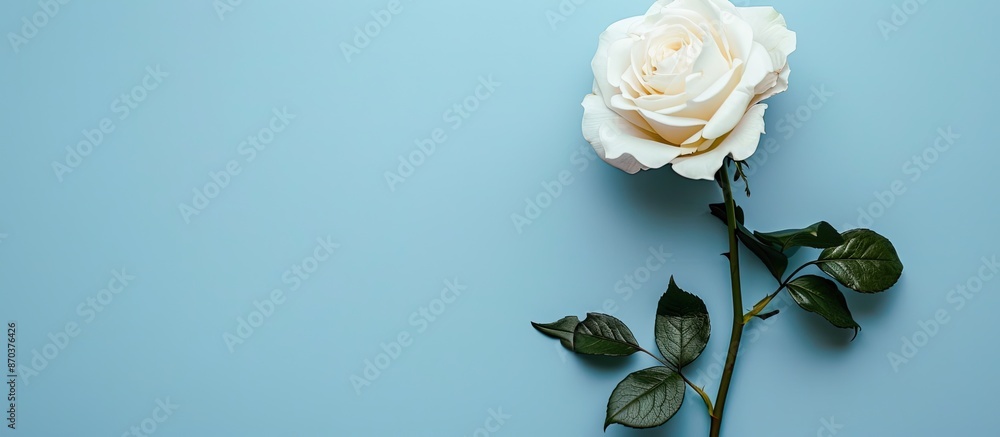 Poster a summery scene with a pristine white rose, circular frame, and copy space image set against a soft 