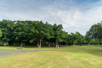 Beautiful panorama of green city park