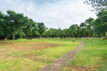 Beautiful panorama of green city park