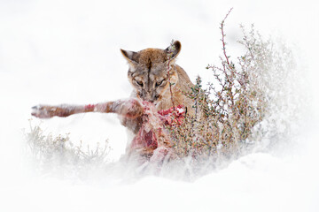 Puma catch lama guanaco, nature winter habitat with snow, Torres del Paine, Chile. Wild big cat...