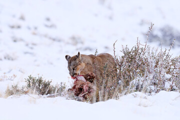 Puma catch lama guanaco, nature winter habitat with snow, Torres del Paine, Chile. Wild big cat Cougar, Puma concolor, Snow sunset light and dangerous animal. Wildlife nature, puma carcass.