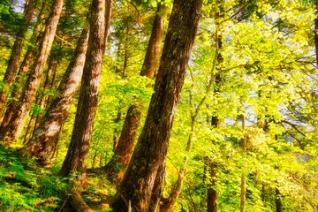 南アルプスの鳳凰山の樹木