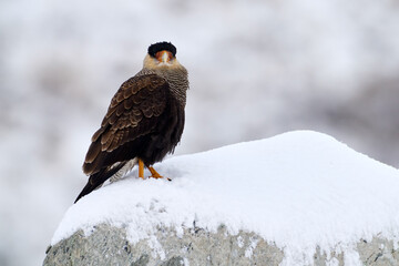 Patagonia winter wildlife. Southern Caracara plancus, in morning light. Bird of prey stitting on stone. Wildlife scene from nature, Torres del Paine NP, Chile. Wildlife, bird behaviour. Snow.