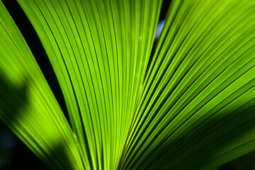 葉模様　自然の造形