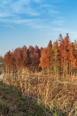 Fototapeta premium Beautiful colorful forest landscape in autumn season
