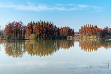 Beautiful colorful forest landscape in autumn season