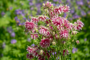 Akeleien (Aquilegia)