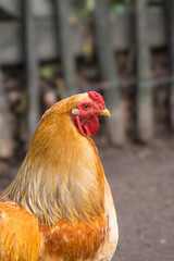 Haushuhn (Gallus gallus domesticus)