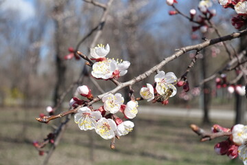 Fresh white flowers of apricot tree in March