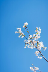 Pears are Rosaceae and bloom elegant and beautiful flowers in spring.