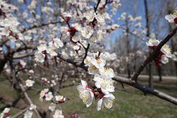 Profusion of white flowers of apricot tree against blue sky in March
