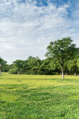 Beautiful panorama of green city park