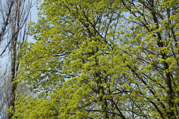 Obraz premium Abundance of greenish yellow flowers of Acer platanoides tree in April