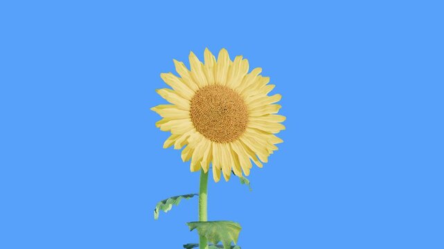 realistic sunflower bloom on bluescreen background