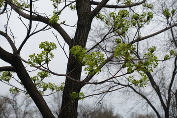 Obraz premium Buds and flowers of Acer platanoides tree in April