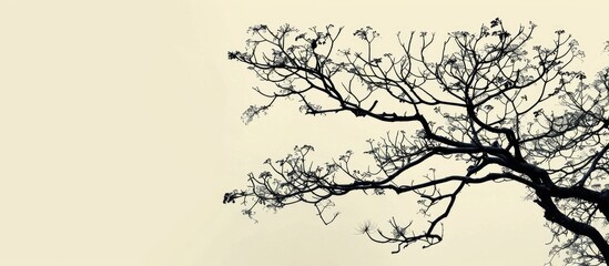 Obraz premium A stunning picture of tree branches in silhouette with a striking background, featuring ample copy space image.