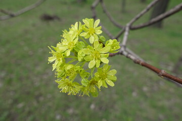 Obraz premium Close up of greenish yellow flowers of Acer platanoides tree in April
