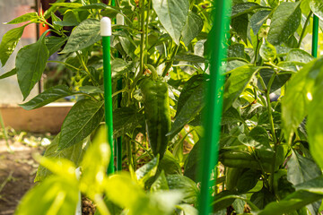 Growing peppers in greenhouse. Natural. Large green bell pepper