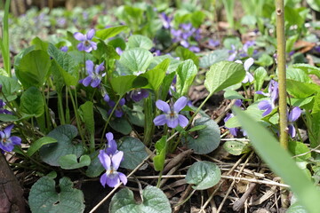 Bloom of light purple dog violet in mid April