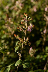 Wild blackberry (Rubus fruticosus) close-up