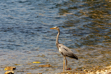 Great gray heron (Ardea cinerea) close-up (Greece, Kefalonia island)