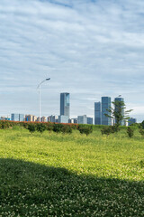 flower field in park at city center and modern city