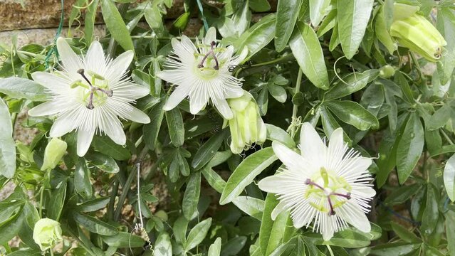 Passion flower, Passiflora, caerulea
