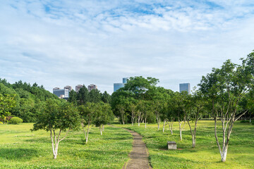 Beautiful panorama of green city park
