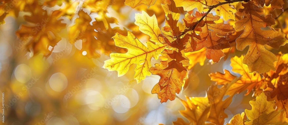 Poster autumn's signature display of bright yellow oak leaves on a tree with copy space image.