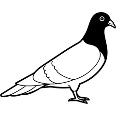 Pigeon Vector Illustration