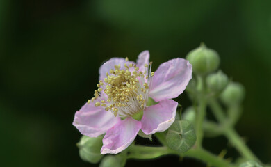 Brombeerblüte