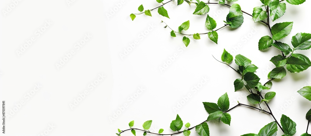 Poster isolated white background with a green leafy branch, offering ample copy space for advertising or im