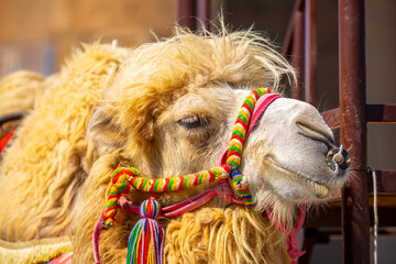 Bactrian camel on the background of historical places in Central Asia. A beautiful, elegant and...