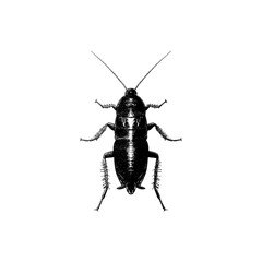 Oriental Cockroach hand drawing vector isolated on background.