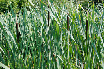 Reeds, cattails and reeds near a pond in a beautiful green park. Typhoid fever. Warbler, large warbler, reed. cattails typha latifolia.