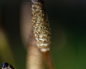 macro photography, flower fragment close-up, spring flower company