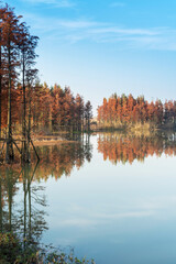 Beautiful colorful forest landscape in autumn season