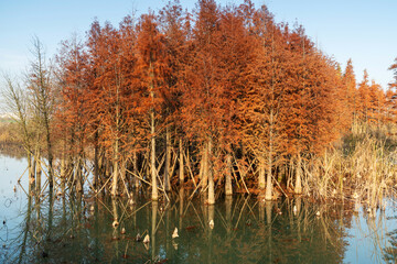 Beautiful colorful forest landscape in autumn season