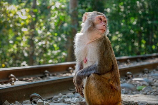 Fototapeta portrait of a monkey