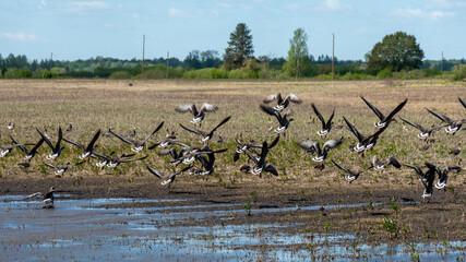 landscape with flooded field, water birds resting on agricultural field, spring